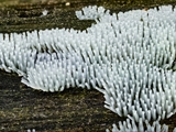 Die Fruchtkörper von Ceratiomyxa fruticulosa  stehen  einzeln, aber in großen Kolonien.